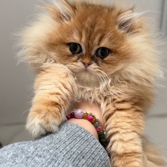 Amour Qamado Mâle British Longhair