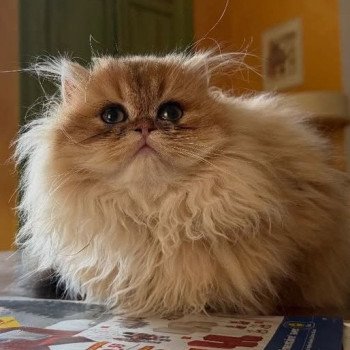 chaton British Longhair black golden shaded Amour Qamado Chatterie Nekobaa