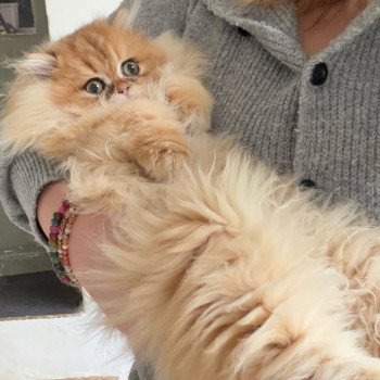 chaton British Longhair black golden shaded Amour Qamado Chatterie Nekobaa