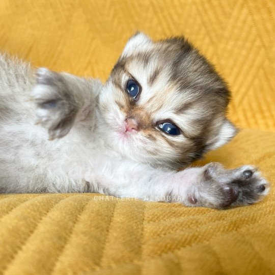 Quimchi Mâle British Longhair