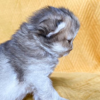 chaton British Longhair black golden shaded Quimchi Chatterie Nekobaa