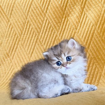 chaton British Longhair black golden shaded Quimchi Chatterie Nekobaa