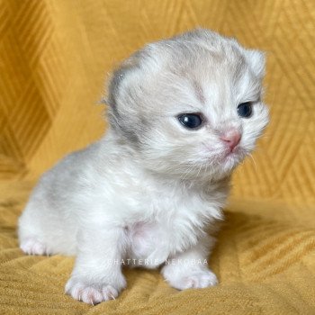 chaton British Longhair blue golden shaded Quistis Chatterie Nekobaa