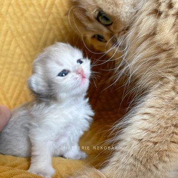 chaton British Longhair blue golden shaded Quistis Chatterie Nekobaa