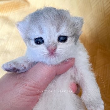 chaton British Longhair blue golden shaded Quistis Chatterie Nekobaa