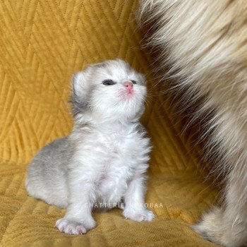 chaton British Longhair blue golden shaded Quistis Chatterie Nekobaa