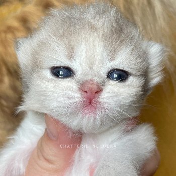 chaton British Longhair blue golden shaded Quistis Chatterie Nekobaa