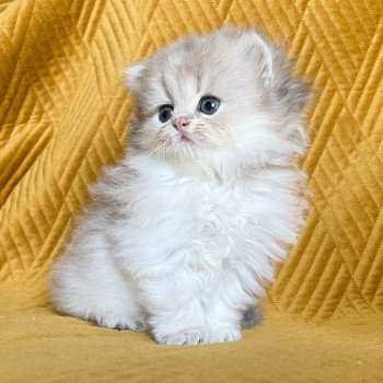 chaton British Longhair blue golden shaded Quistis Chatterie Nekobaa