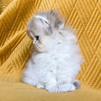 chaton British Longhair blue golden shaded Quistis Chatterie Nekobaa