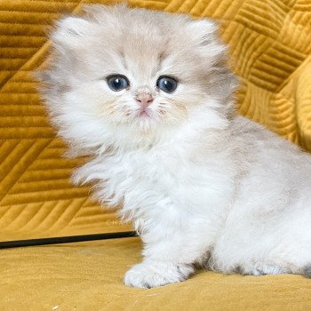 chaton British Longhair blue golden shaded Quistis Chatterie Nekobaa