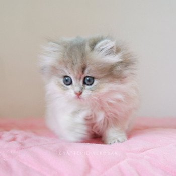 chaton British Longhair blue golden shaded Quistis Chatterie Nekobaa