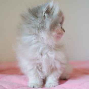 chaton British Longhair blue golden shaded Quistis Chatterie Nekobaa