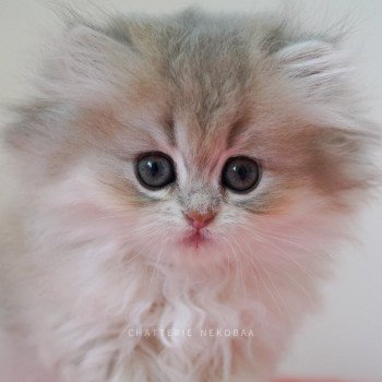 chaton British Longhair blue golden shaded Quistis Chatterie Nekobaa