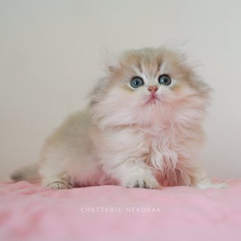 chaton British Longhair blue golden shaded Quistis Chatterie Nekobaa