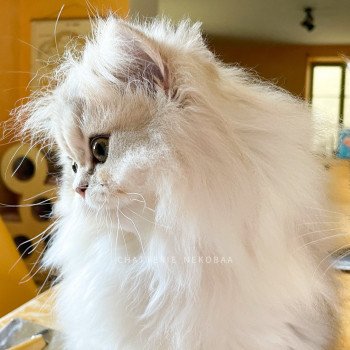 chaton British Longhair blue golden shaded Unbreakable Quistis Chatterie Nekobaa