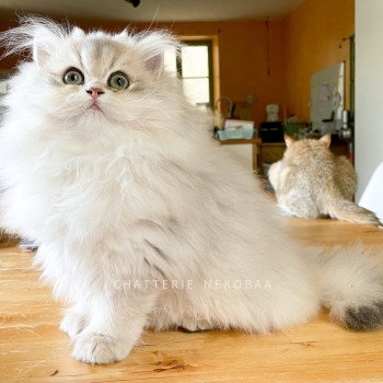 chaton British Longhair blue golden shaded Unbreakable Quistis Chatterie Nekobaa