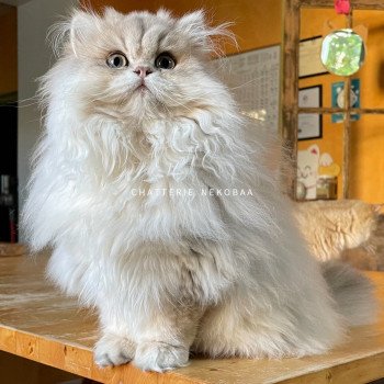 chat British Longhair blue golden shaded Unbreakable Quistis Chatterie Nekobaa