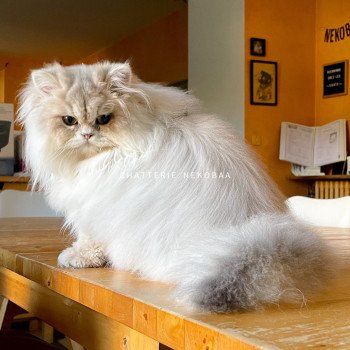 chat British Longhair blue golden shaded Unbreakable Quistis Chatterie Nekobaa