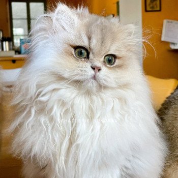 chat British Longhair blue golden shaded Unbreakable Quistis Chatterie Nekobaa