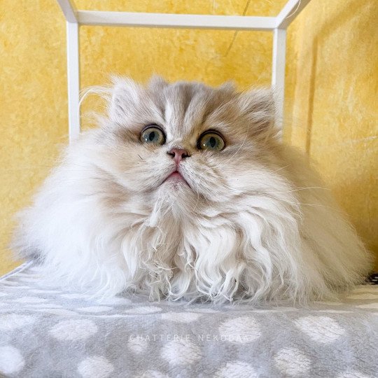 Quistis Femelle British Longhair
