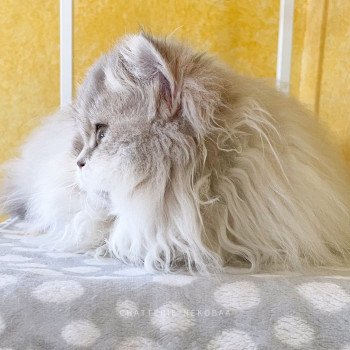 chat British Longhair blue golden shaded Unbreakable Quistis Chatterie Nekobaa