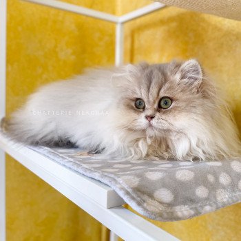 chat British Longhair blue golden shaded Unbreakable Quistis Chatterie Nekobaa