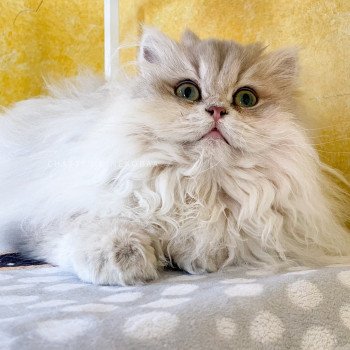 chat British Longhair blue golden shaded Unbreakable Quistis Chatterie Nekobaa