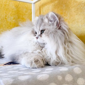 chat British Longhair blue golden shaded Unbreakable Quistis Chatterie Nekobaa