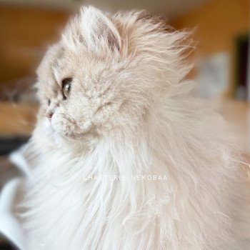 chat British Longhair blue golden shaded Quistis Chatterie Nekobaa