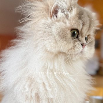 chat British Longhair blue golden shaded Quistis Chatterie Nekobaa