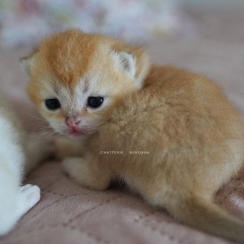 chaton British Longhair black golden shaded Ryuji Chatterie Nekobaa chaton British Longhair black golden shaded Ryuji Chatterie Nekobaa