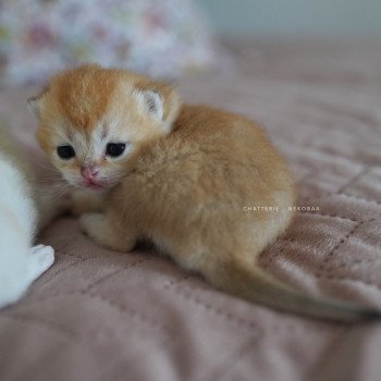 chaton British Longhair black golden shaded Ryuji Chatterie Nekobaa chaton British Longhair black golden shaded Ryuji Chatterie Nekobaa
