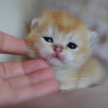 chaton British Longhair black golden shaded Ryuji Chatterie Nekobaa chaton British Longhair black golden shaded Ryuji Chatterie Nekobaa