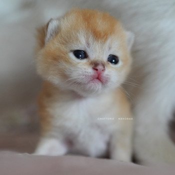 chaton British Longhair black golden shaded Ryuji Chatterie Nekobaa chaton British Longhair black golden shaded Ryuji Chatterie Nekobaa