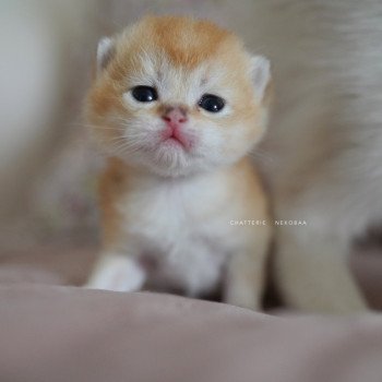 chaton British Longhair black golden shaded Ryuji Chatterie Nekobaa chaton British Longhair black golden shaded Ryuji Chatterie Nekobaa