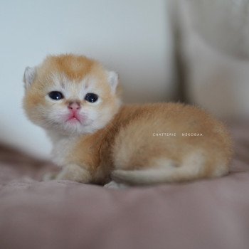 chaton British Longhair black golden shaded Ryuji Chatterie Nekobaa chaton British Longhair black golden shaded Ryuji Chatterie Nekobaa