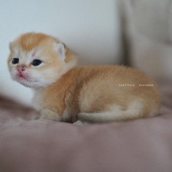 chaton British Longhair black golden shaded Ryuji Chatterie Nekobaa chaton British Longhair black golden shaded Ryuji Chatterie Nekobaa