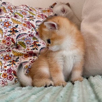 chaton British Longhair black golden shaded Ryuji Chatterie Nekobaa