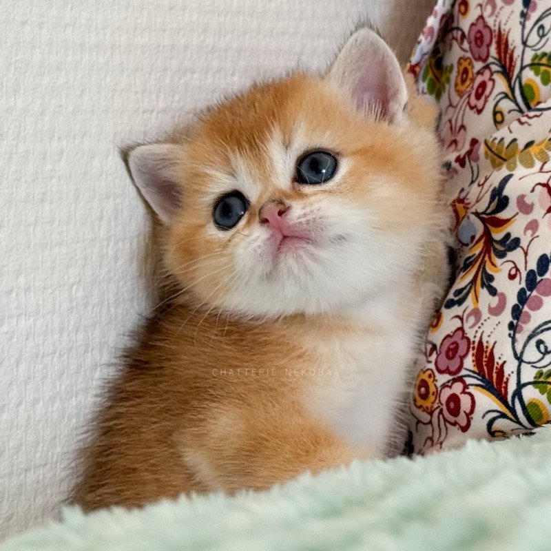 Ryuji Mâle British Shorthair
