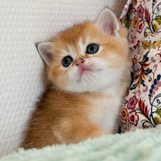 Ryuji Mâle British Shorthair
