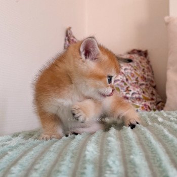 chaton British Longhair black golden shaded Ryuji Chatterie Nekobaa
