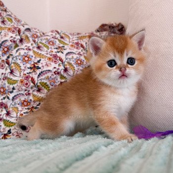 chaton British Longhair black golden shaded Ryuji Chatterie Nekobaa