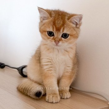 chaton British Shorthair black golden shaded Ryuji Chatterie Nekobaa chaton British Shorthair black golden shaded Ryuji Chatterie Nekobaa