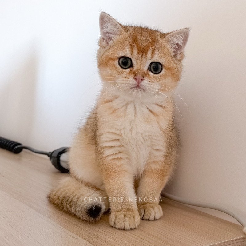 Ryuji Mâle British Shorthair