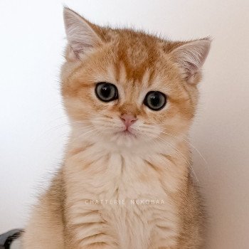 chaton British Shorthair black golden shaded Ryuji Chatterie Nekobaa chaton British Shorthair black golden shaded Ryuji Chatterie Nekobaa