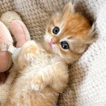 chaton British Longhair black golden shell Sensei Chatterie Nekobaa