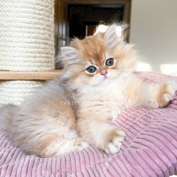 chaton British Longhair copper Sensei Chatterie Nekobaa