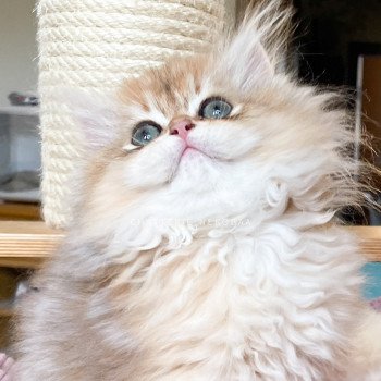 chaton British Longhair copper Sensei Chatterie Nekobaa