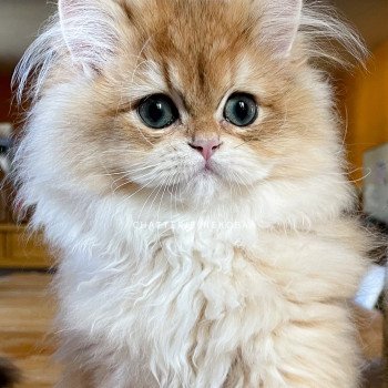 chaton British Longhair copper Ulysse Sensei Chatterie Nekobaa