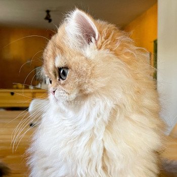 chaton British Longhair copper Ulysse Sensei Chatterie Nekobaa